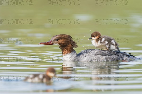 Smew