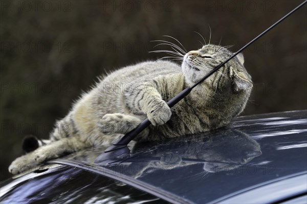 House cat on car roof