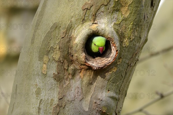 Rose-ringed parakeet