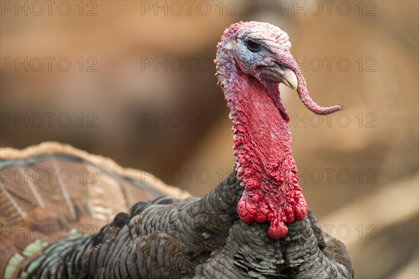 Domestic turkey