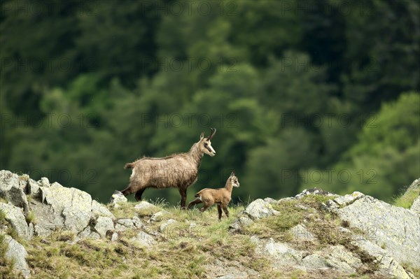 Chamois