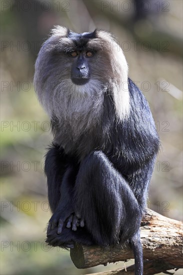 Lion tailed macaque