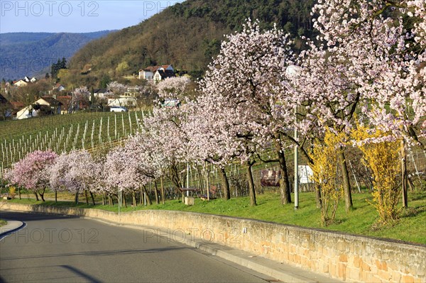 Almond tree