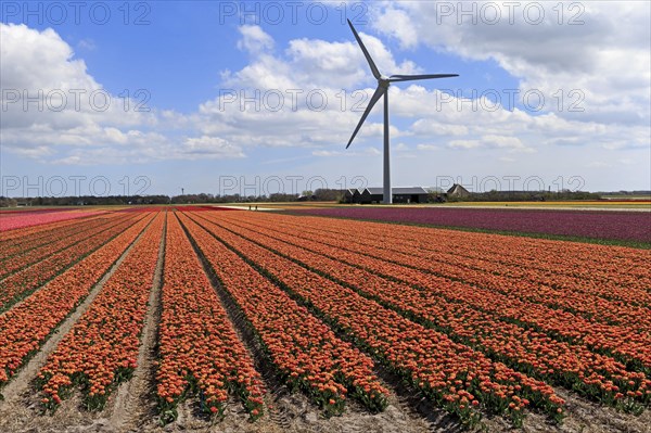 Blooming tulip field near Alkmaar