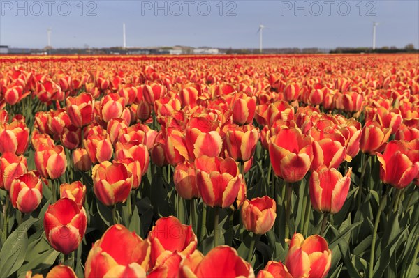 Blooming tulip field near Alkmaar