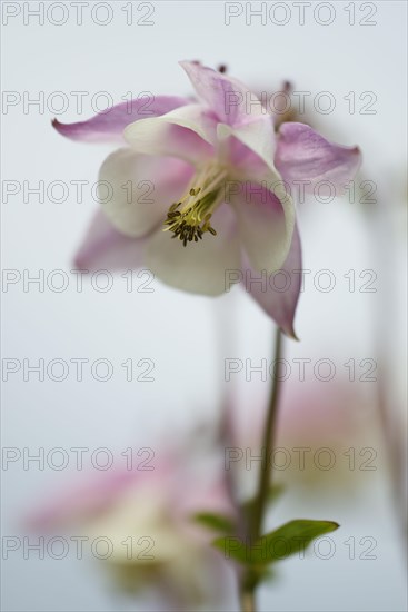 European columbine