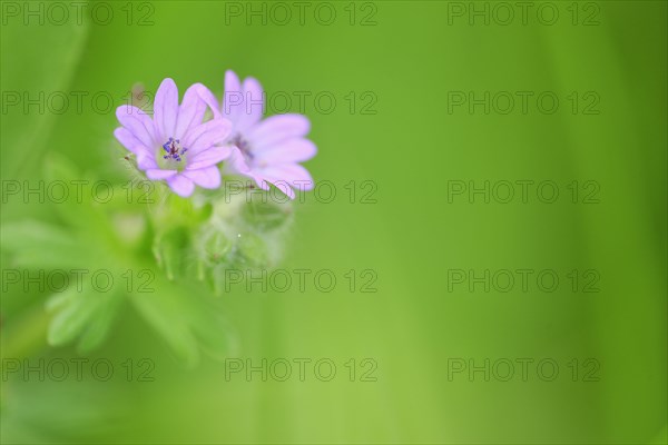 Herb Robert