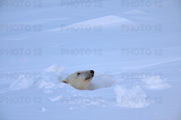 Female polar bear