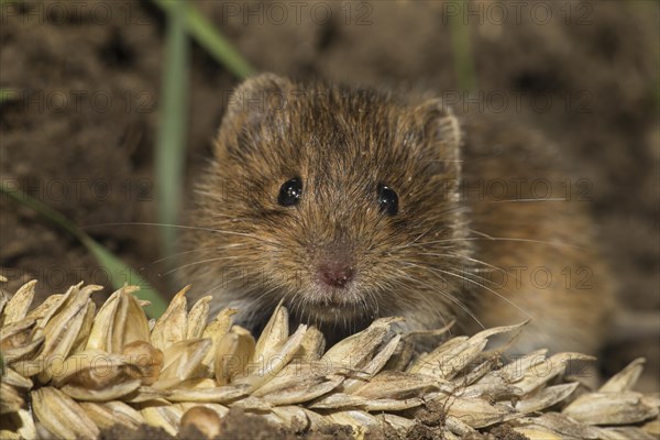 Common vole