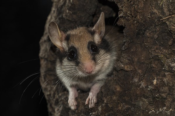 Garden dormouse