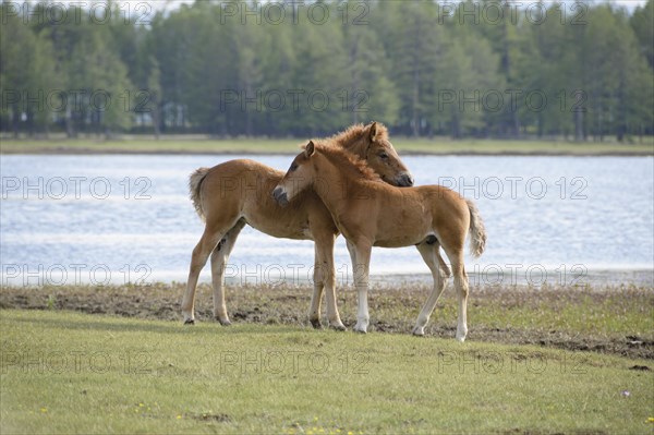 Domestic horses