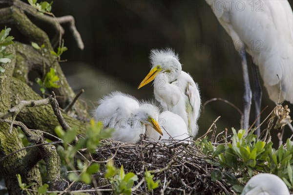 Great egret