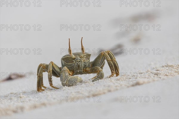 Horny-eyed ghost crab