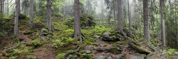 Primeval forest in Hoellbachgespreng