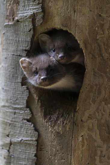 European pine marten