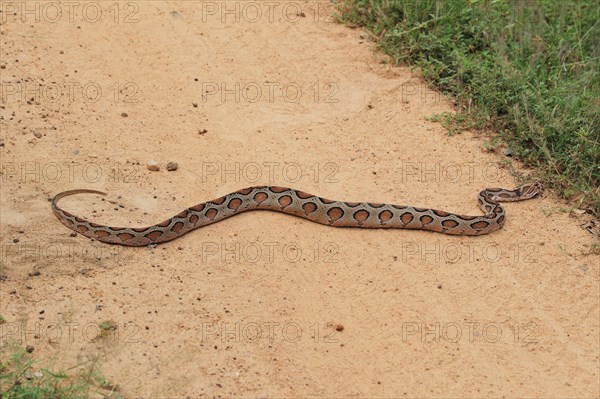 Indian python