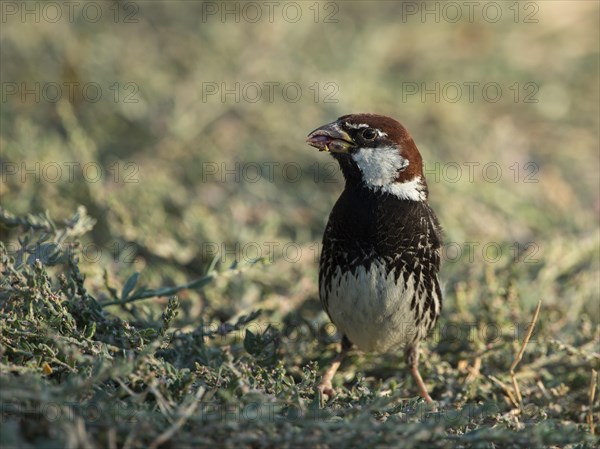 Spanish Sparrow