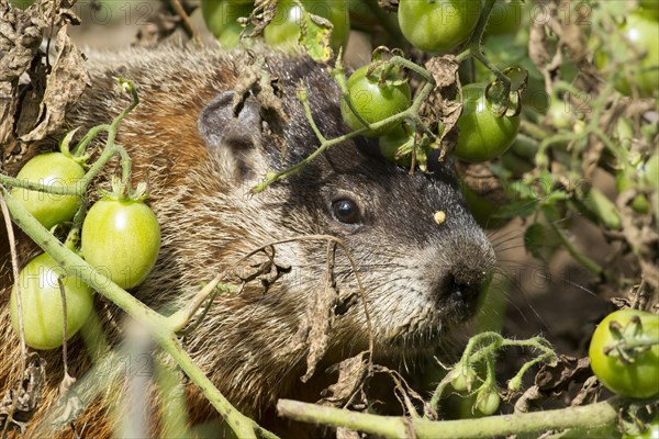 Marmot eating tomatoes in a garden