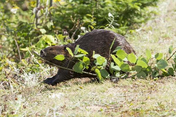 Beaver pulling twigs