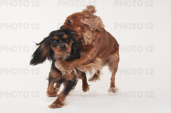 Cavalier King Charles Spaniel