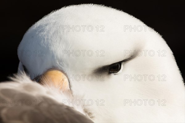 Black-browed Albatross