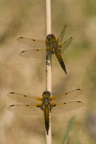 Four-spotted Darter