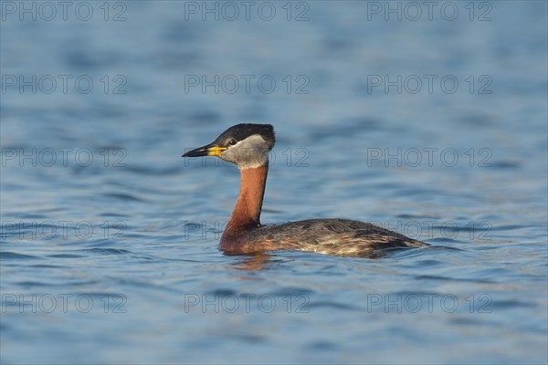 Red-necked grebe