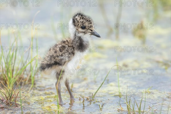 Northern lapwing