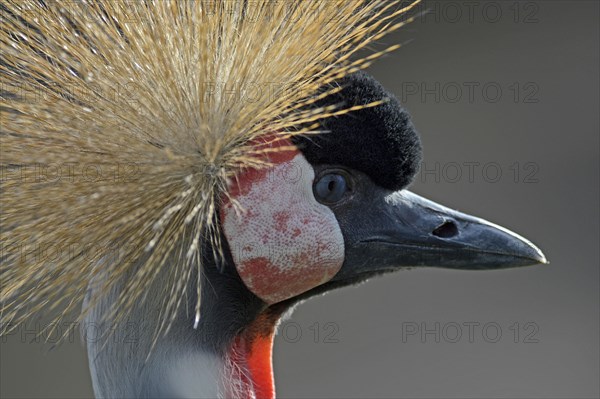 Crowned crane