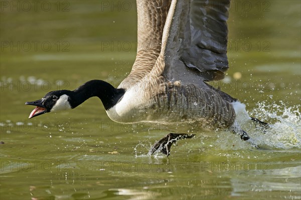 Canada goose