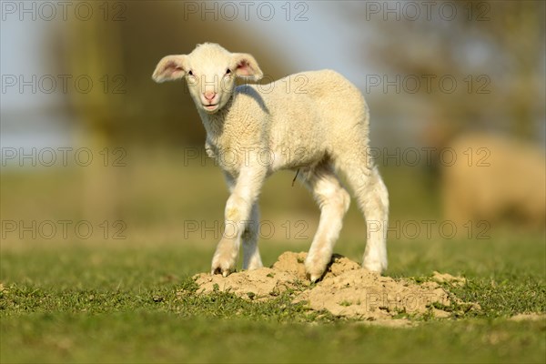 Merino sheep