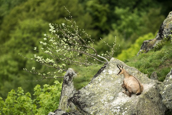 Chamois