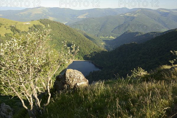 Vosges
