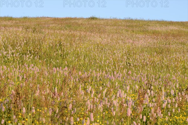 Meadow knotweed