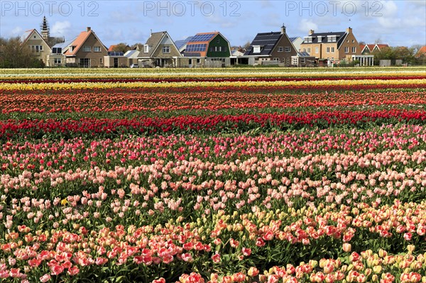Flowering tulip field Texel Island