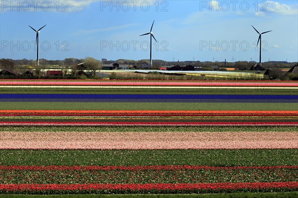 Blooming tulip field near Alkmaar