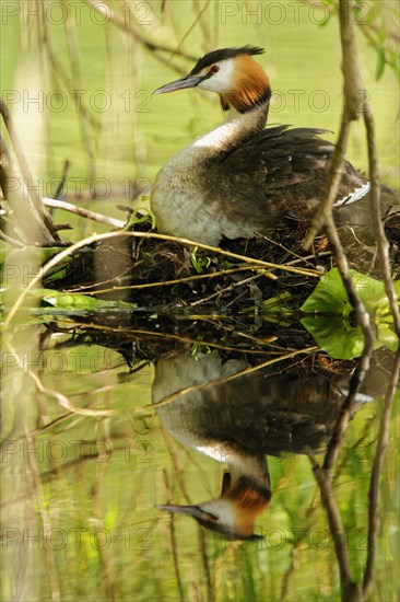 Great crested grebe