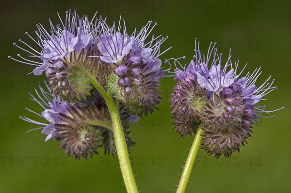 Lace Phacelia