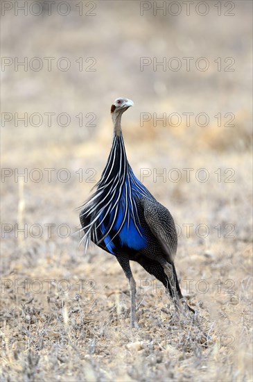 Vulturine Guineafowl