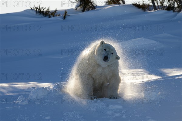 Polar bear