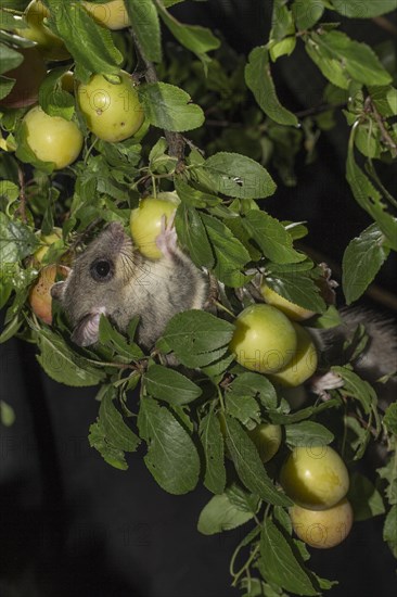 Edible dormouse