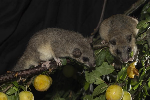 Edible dormouse