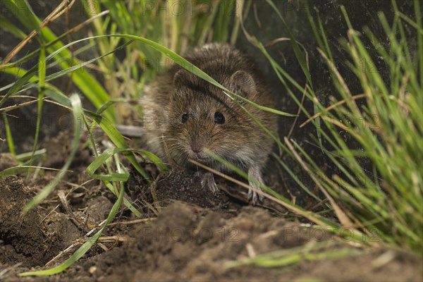 Common vole