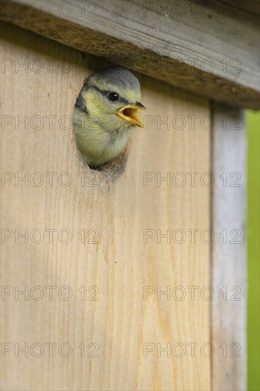 Boy Blue tit