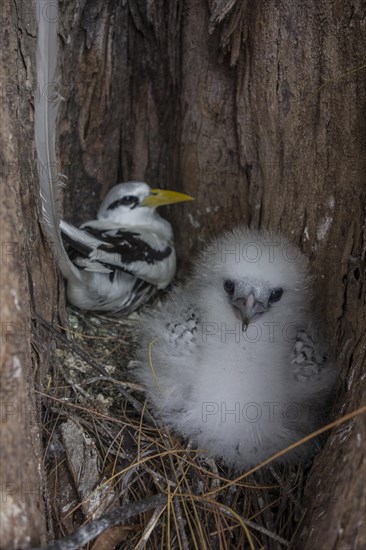 White-tailed tropicbird