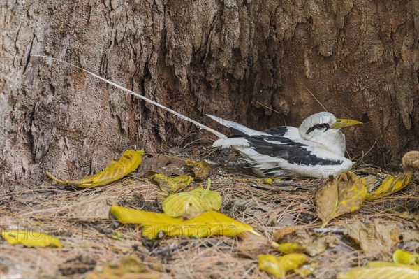 White-tailed tropicbird