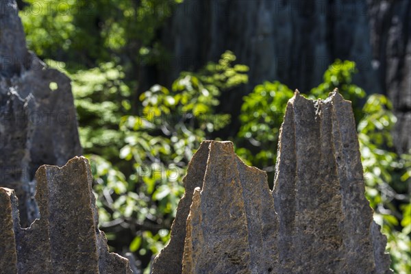 Rock spires of the karst landscape