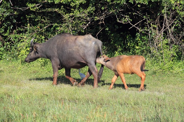 Asian water buffalo