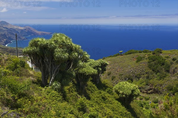 Dragon trees on the north coast of La Palma