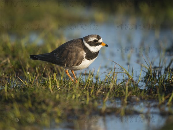 Ringed plover